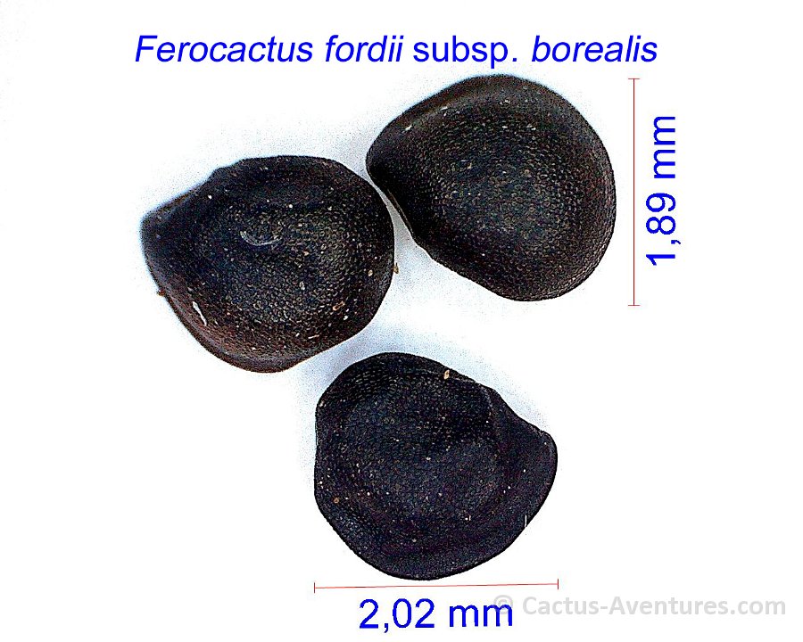 Ferocactus fordii ssp. borealis JM